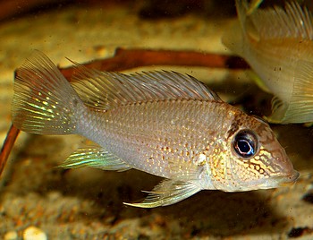 Satanoperca mapiritensis Orinoko-Weitpfel-Erdfresser 