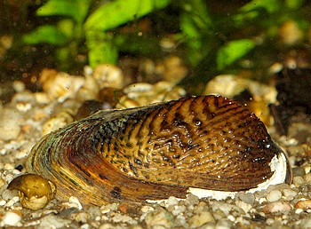 Scabies crispata Ornamentmuschel 008