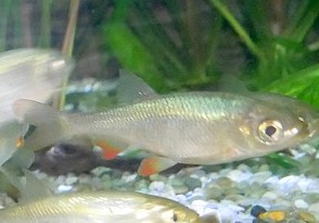 Scardinius racovitzai 