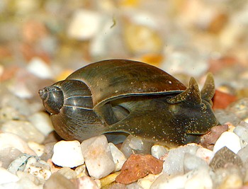 Radix balthica, Gemeine Schlammschnecke, Süßwasserschnecke Radix balthica, Gemeine Schlammschnecke, Süßwasserschnecke