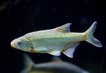 Alburnoides bipunctatus, Schneider
