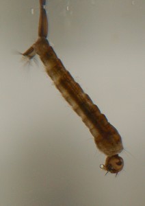 Schwarze Mckenlarve Auenwald Apr 10 02