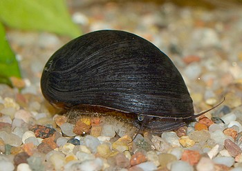 Vittina polligera, Schwarze Rennschnecke , Swasserschnecke