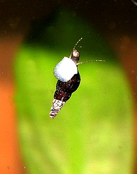 Melanoides tuberculatus, Schwarze Turmdeckelschnecke