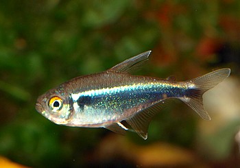 Hyphessobrycon herbertaxelrodi, Schwarzer Neon 