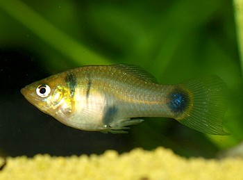 Xiphophorus xiphidium, Schwertplaty