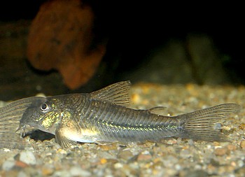 Scleromystax prionotos 