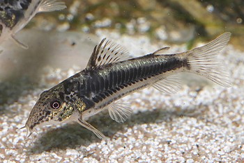 Scleromystax spec 113 