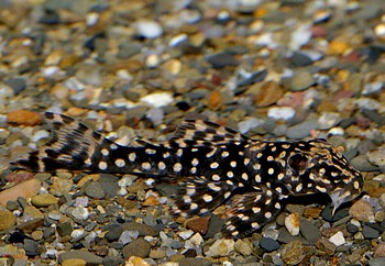 Scobiancistrus cf pariolispos L 48