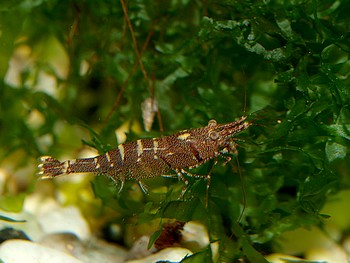 Caridina masapi, Sechsbandgarnele, Swassergarnele