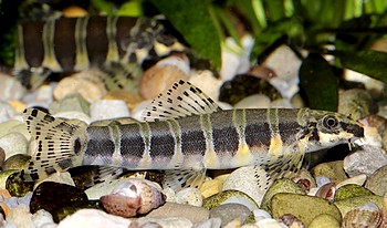 Serpenticobitis octozona Medusaschmerle 