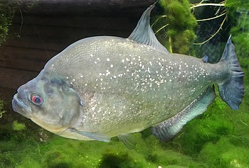 Serrasalmus rhombeus 