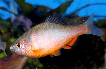 Sinorhodeus microlepis