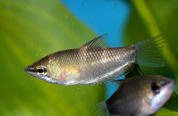 Sphaerichthys acrostoma