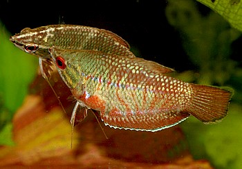 Sphaerichthys vaillanti 