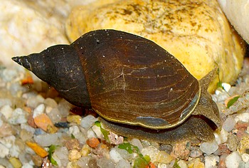 Lymnaea stagnalis, Spitzschlammschnecke, Süßwasserschnecke Lymnaea stagnalis, Spitzschlammschnecke, Süßwasserschnecke
