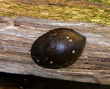 Steinschnecke, Swasserschnecke