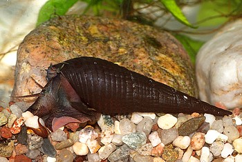 Stenomelania torulosa Langnasenschnecke, Swasserschnecke