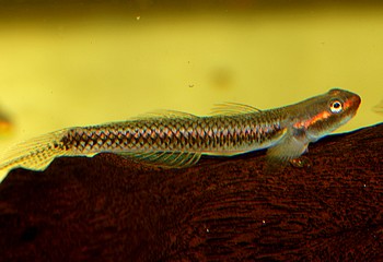 Stiphodon semoni Neongrundel 