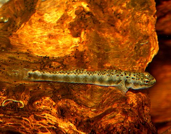 Stiphodon zebrinus Zebragrundel 