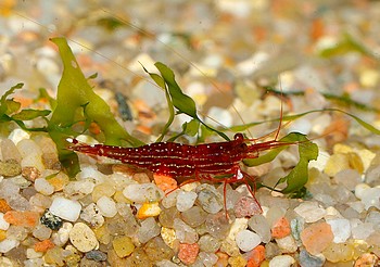 Caridina striata, Rotstreifengarnele, Swassergarnele