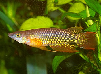 Aplocheilus lineatus, Streifenhechtling