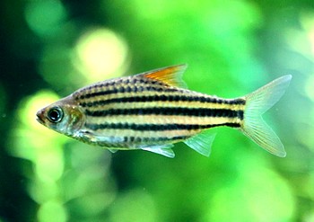 Striuntius lineatus, Linienbarbe