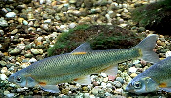 Telestes souffia, Strmer