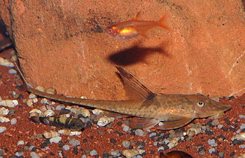 Sturisomatichthys leightoni Zwerg-Strwels 