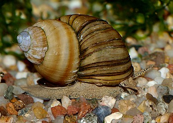 Viviparus conectus, Spitze Sumpfdeckelschnecke, Swasserschnecke