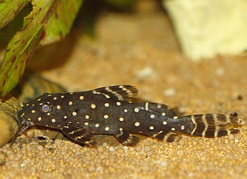 Synodontis angelicus Perlhuhnwels 