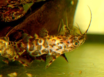Synodontis nigriventris Rckenschwimmender Kongowels 