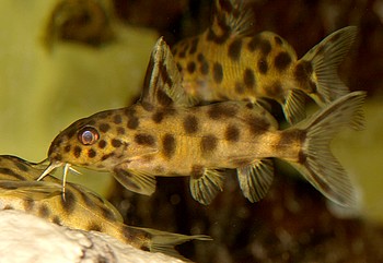 Synodontis njassae Malawi-Fiederbartwels