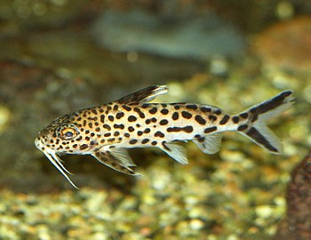 Synodontis polli Polls Fiederbartwels 