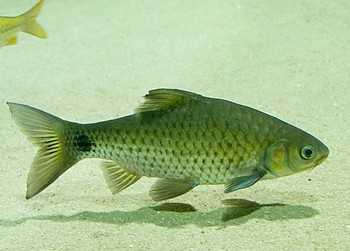 Systomus sarana Saranabarbe 