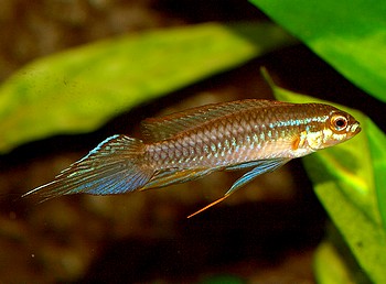 Taeniacara candidi Torpedobzwergbuntbarsch