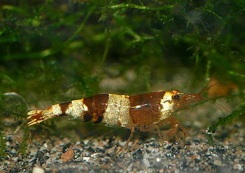 Taiwan Bee Taiwan Bee