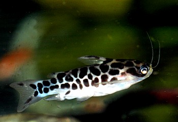 Tatia perugiae Netzdorntrugwels 