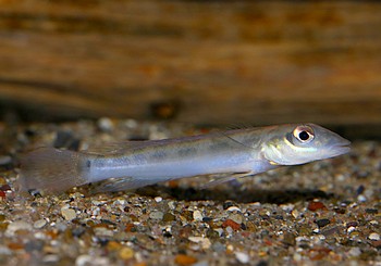Teleocichla centrarchus 