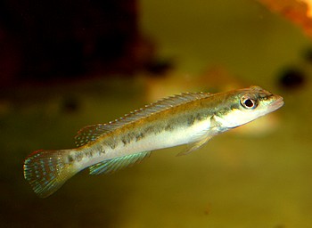 Teleocichla prosyletus TAPAJOS Grundel-Hechtbuntbarsch 