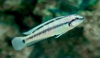 Telmatochromi vitatus 