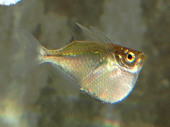 Thoracocharax securis,  Platinbeilbauch