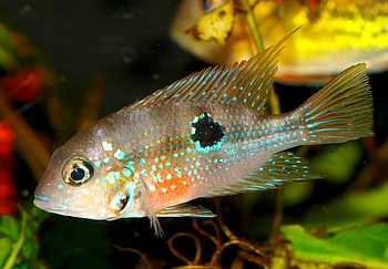 Thorichthys maculipinnis, Elliots Buntbarsch