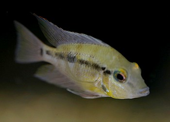 Thorichthys pasionis 