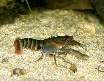 Tiger-Zwerghummer Cherax spec