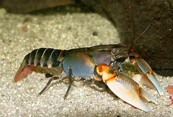 Cherax peknyi, Tigerkrebs 