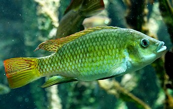 Tilapia guinasana, Otjikoto-Tilapie