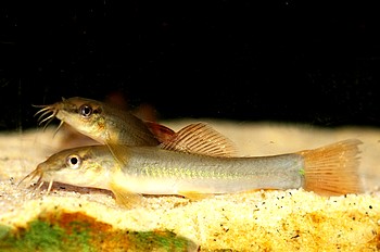 Traccatichthys taeniatus Schne Gebirgsbachschmerle
