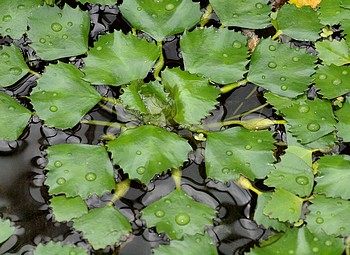 Trapa natans, Wassernuss