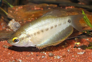 Trichopodus pectoralis Schaufelfadenfisch 